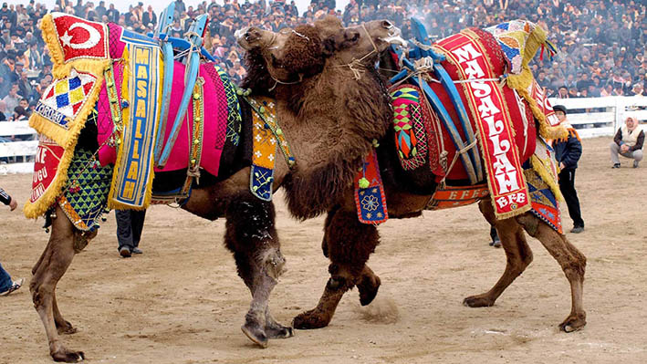 You are currently viewing TRADITIONAL CAMEL WRESTLING SPORT