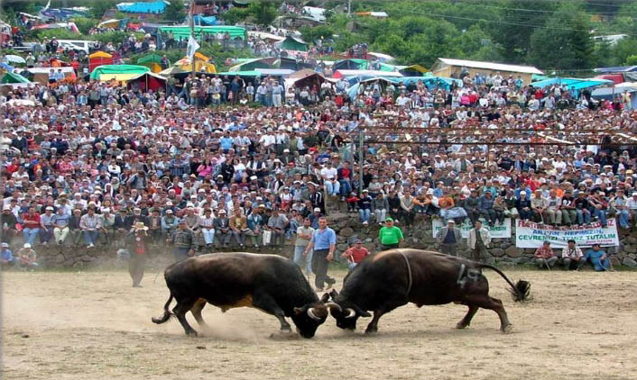Read more about the article TRADITIONAL KAFKASOR BULLFIGHTING SPORT