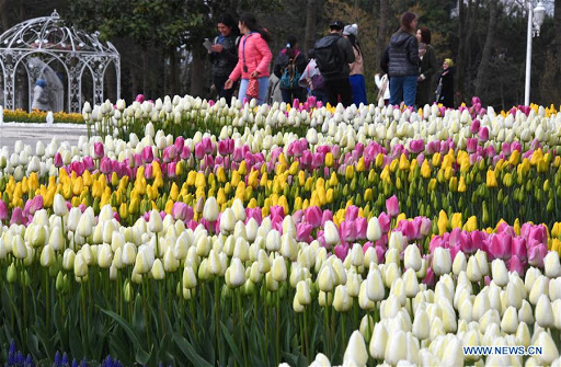 Read more about the article TULIPS OF TURKEY
