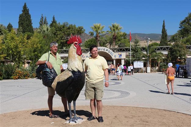 You are currently viewing TURKEY’S DENIZLI ROOSTER