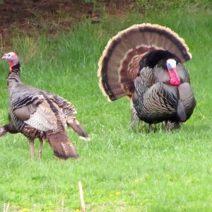 Read more about the article TURKEY’S FAUNA