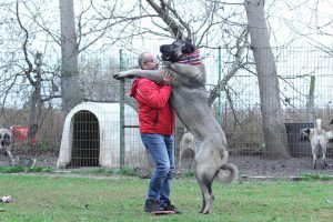 Read more about the article TURKEY’S KANGAL DOG